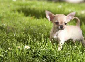 Signes d hypoglycémie chez les Chihuahuas