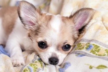 Signes d hypoglycémie chez les Chihuahuas