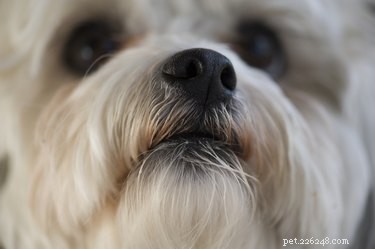 鼻づまりの犬を治療する方法 