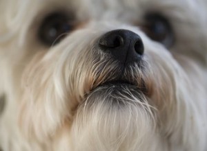 鼻づまりの犬を治療する方法 