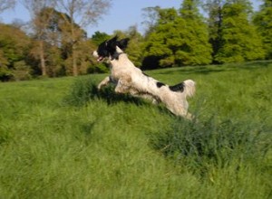 リマジルまたは他の犬の薬は期限切れになりますか？ 