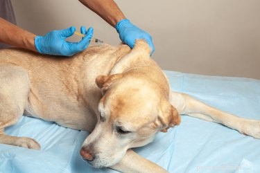 Biverkningar av hundens DA2PP-vaccin
