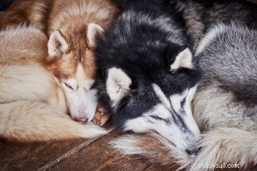 Sinais e sintomas de gravidez em huskies siberianos