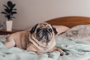 Sinais e sintomas de uma cadela Pug grávida