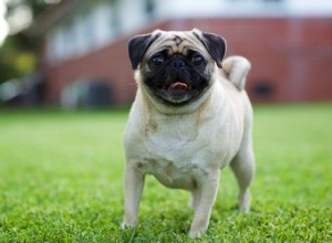 妊娠中のパグ犬の兆候と症状 