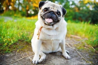 Příznaky a příznaky březího mopsího psa