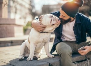 Les étapes de la grossesse chez un bouledogue