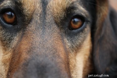 Redenen voor gezwollen gezichtsweefsel rond het oog bij een hond