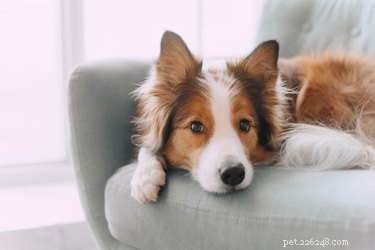 Vad orsakar håravfall bakom öronen hos hundar?