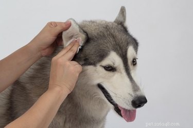 Vad orsakar håravfall bakom öronen hos hundar?