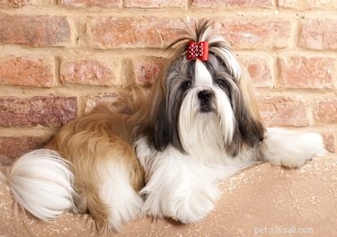 Huidcysten bij pekinees- of shih-tzu-honden