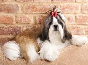 Kystes cutanés chez les chiens pékinois ou shih tzu 