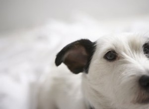 Combien de temps avant l embarquement mon chien doit-il se faire vacciner Bordetella ?