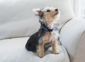 Quel âge doit avoir un chien avant la stérilisation ?