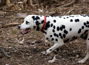 Soins postopératoires pour les chiens souffrant de calculs vésicaux