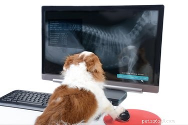Vertonen röntgenfoto s van honden kanker?