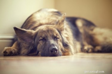 Léčba náhlé luxace kyčle u psů