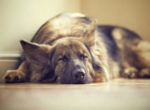 Traitements de la luxation soudaine de la hanche chez le chien