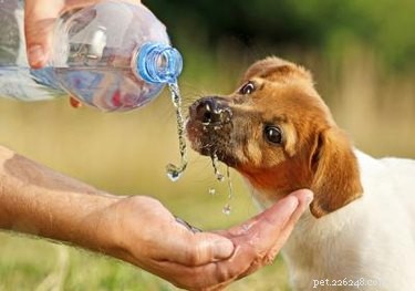 Como hidratar um cão desidratado