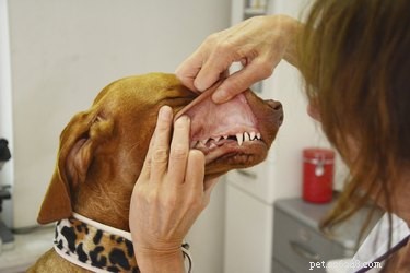 개 감염에 걸린 썩은 치아의 증상
