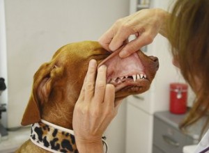 犬の感染症による腐った歯の症状 