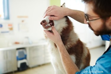 Symptomen van een rotte tand met een infectie bij een hond
