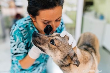 Příznaky rakoviny oka u psů