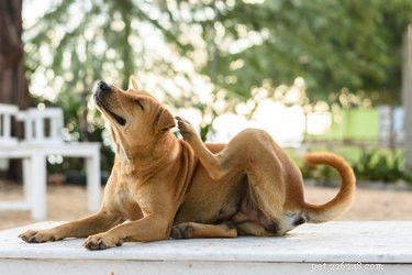 Remédios caseiros naturais para coceiras causadas por picadas de pulgas em cães