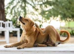 Remèdes maison naturels contre les démangeaisons dues aux piqûres de puces chez les chiens