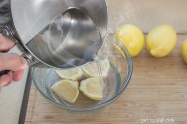 레몬 주스로 벼룩 및 진드기 퇴치제 만드는 방법