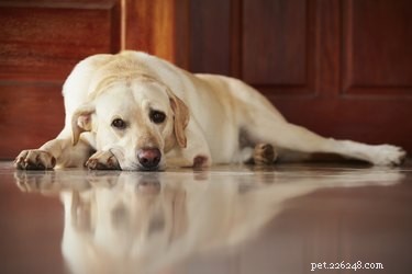 Tekenen en symptomen van zaadbalkanker bij honden