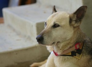 Comment traiter la gale des chiens avec des remèdes maison 