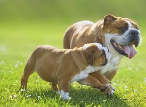 彼らが子犬を飼った後の雌犬の世話をする方法 