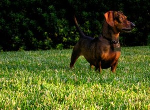 Comment se débarrasser de l urticaire chez les chiens