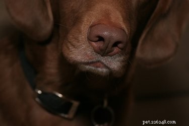 Varför rinner min hunds näsa?