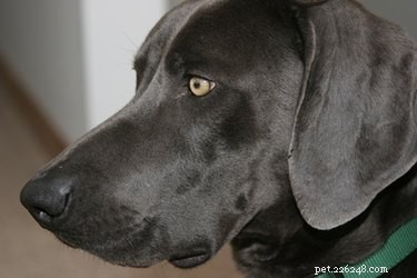 犬の耳の腫れに対する家庭療法 