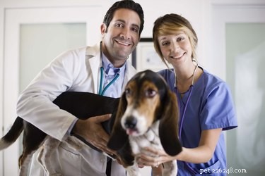 犬に家で狂犬病の予防接種をする方法 