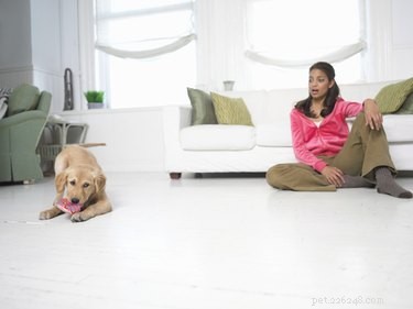 집에서 개에게 광견병 예방 주사를 놓는 방법