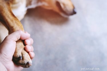Quali sono le cause dei cani che vomitano schiuma bianca?