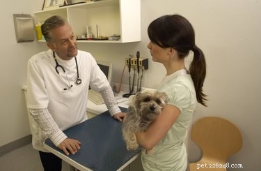 Quali sono gli effetti collaterali della medicina contro i vermi per cani?