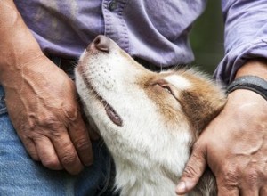 Mettre de l huile pour bébé sur les chiens pour la peau sèche