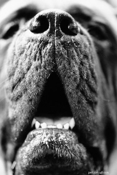 犬の鼻が乾いてひびが入っているのはなぜですか？ 