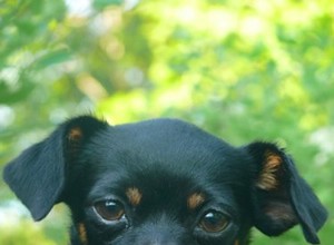 犬の耳の感染症のためのセファレキシン 