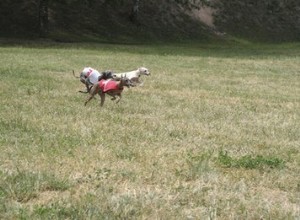 Amputation d un orteil de chien