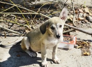 一般的な野良犬の病気 