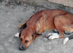 Traitement des cicatrices pour chiens