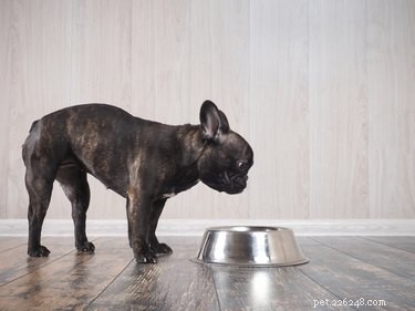 Aliments pour chiens avec calculs vésicaux