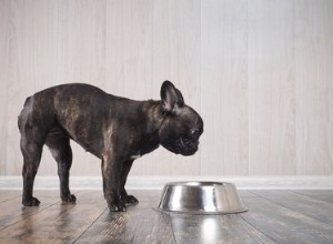 Aliments pour chiens avec calculs vésicaux