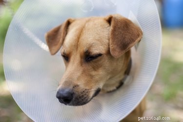Postoperativa kräkningar hos hundar 