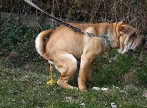 犬の便秘のための家庭薬 